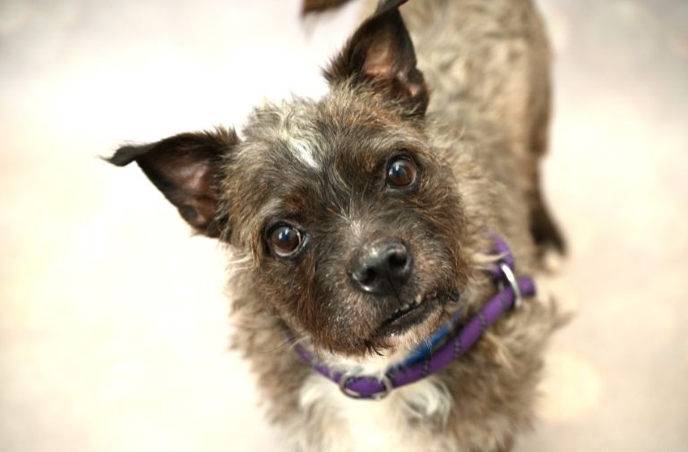 Big Mac via The Humane Society of Broward County.