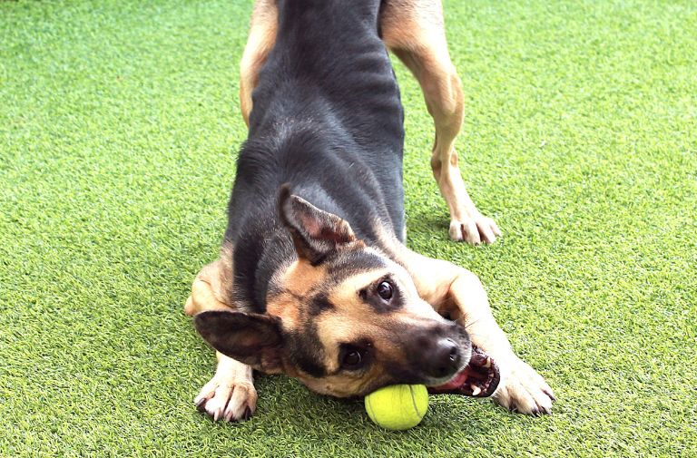 Aires via The Humane Society of Broward County.