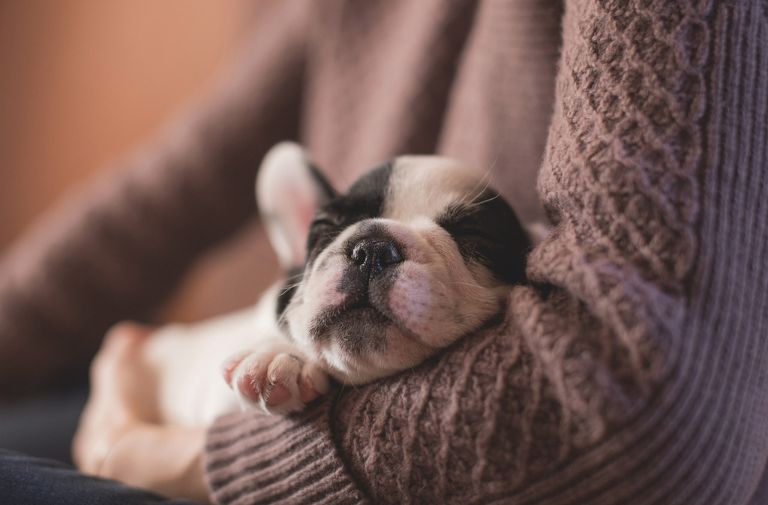 PuppyLove