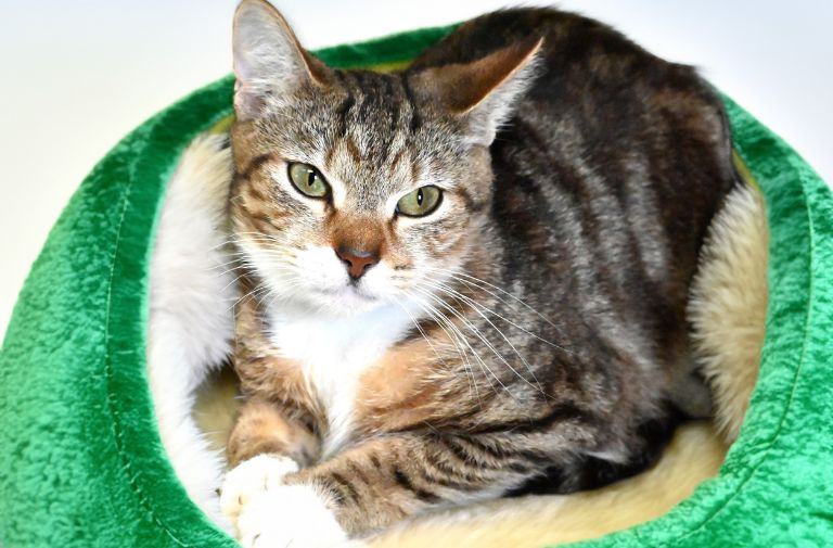 Pluto via The Humane Society of Broward County.