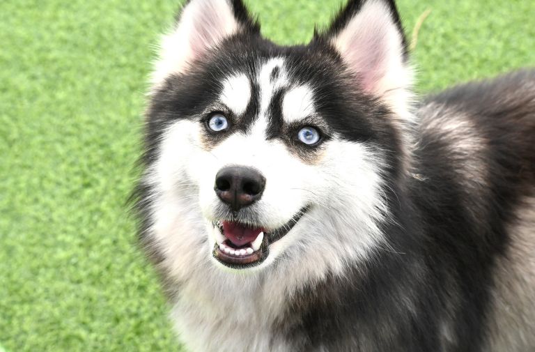 Trixie via The Humane Society of Broward County.
