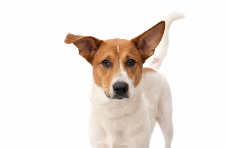 Caine via The Humane Society of Broward County.