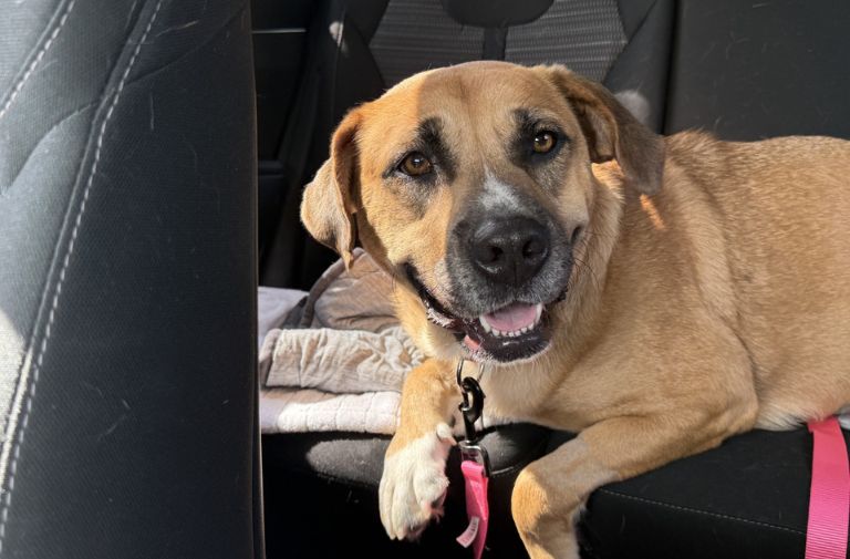 Pets | Madeline: An Absolute Sweetheart
