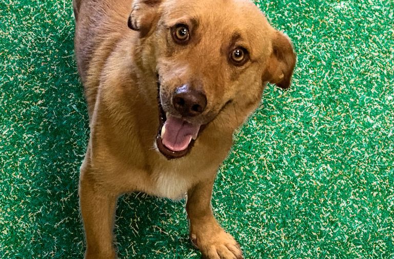 Pets | King: A Real Cutie